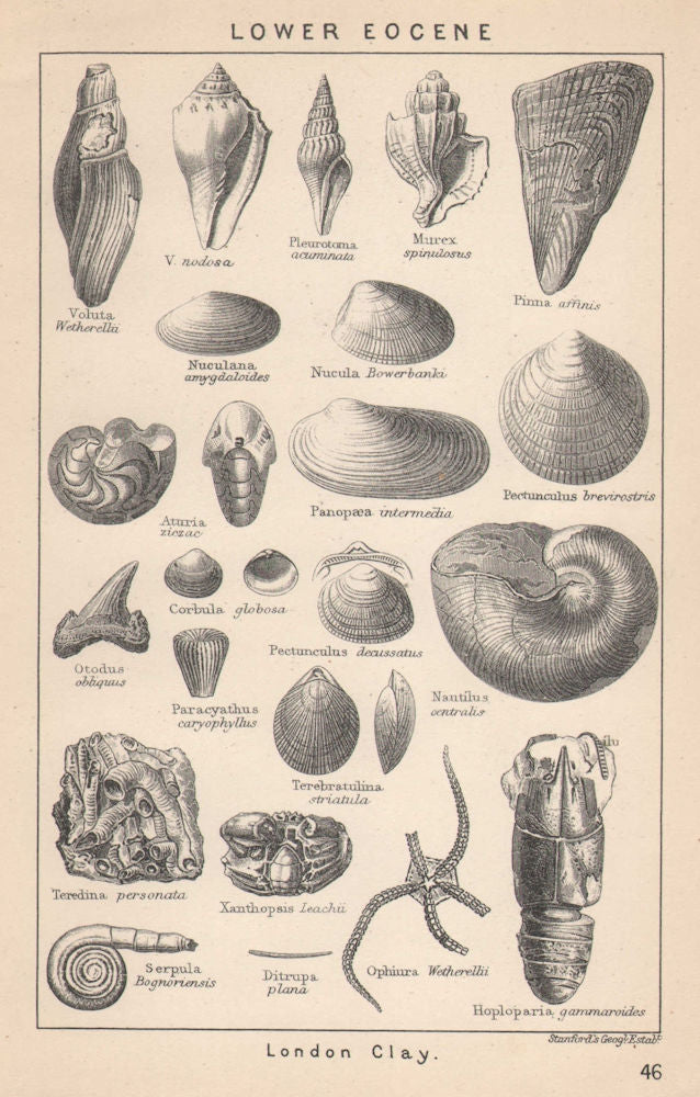 BRITISH FOSSILS. Lower Eocene - London Clay. STANFORD 1907 old antique print